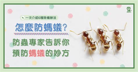 家裡有螞蟻|怎麼防螞蟻？螞蟻大軍怕什麼？居家螞蟻防治專家告訴。